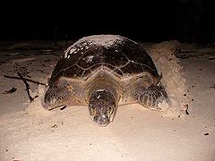 Tortue verte, on l'identifie à ses 2 écailles préfrontales allongées et son écaille nucale