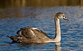 9. Fiatal bütykös hattyú (Cygnus olor) Vanhankaupunginlahti közelében (Finnország) (javítás)/(csere)