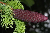 Picea abies