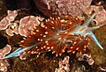 Hermissenda crassicornis Aeolidioidea