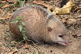 Tenrec ecaudatus, un Afrosoricida