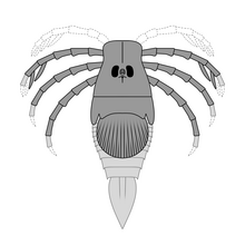 Reconstruction of ''Megarachne'', with parts missing from its fossils based on fossils of its relatives.