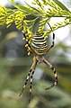 20. Darázspók (Argiope bruennichi) (javítás)/(csere)