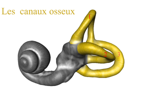 canaux osseux 1) Canal supérieur 2) Canal Externe 3) Canal postérieur[3]