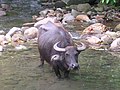 Image 2Picture of a Carabao in Dumaguete City, Negros Oriental, Philippines