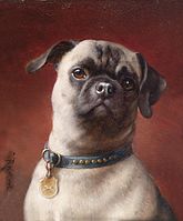 A Pug by Carl Reichert. (1836–1918)