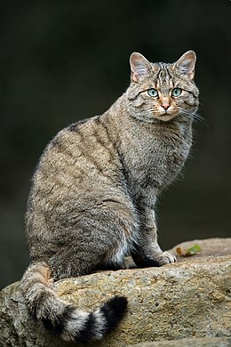 Vadmacska (Felis silvestris)