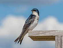 A tree swallow perched on a fencepost