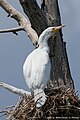 Albino in Lake Kerkini, Greece