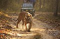 Kanha es más conocido por sus tigres