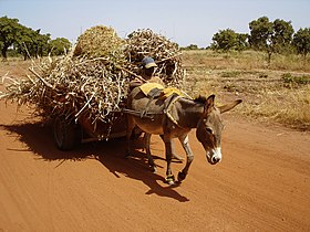 Image illustrative de l’article Âne au Burkina Faso