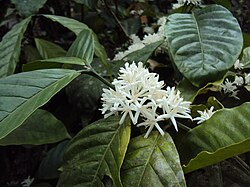 Coffea canephora