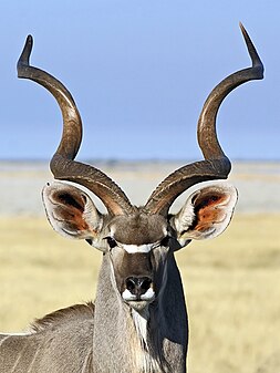 Greater kudu (created by Hans Hillewaert; nominated by Crisco 1492)