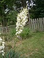 Une des hampes de mon Yucca filamentosa