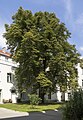 Kastanienbaum (Nr. 650)