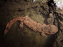 オオサンショウウオ（鳥取県で撮影）