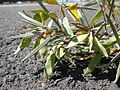 Acacia aneura