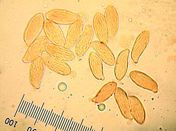 The cylindrical to S-shaped spores bear characteristic longitudinal striations.