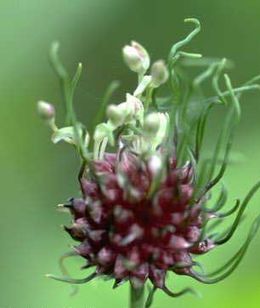 Bajuszos hagyma (Allium vineale) virága