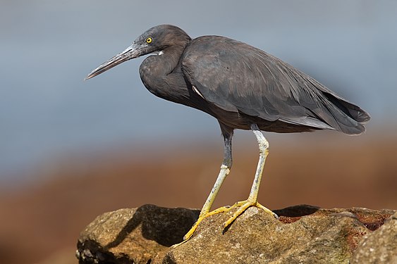 Pacific reef heron (Egretta sacra)