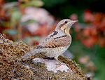 Torcol fourmilier (Jynx torquilla).