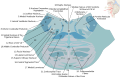 Cross section of the lower pons showing the facial motor nucleus and part of the root of the facial nerve.