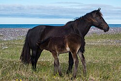 Jument de Miquelon avec son poulain