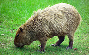 Capybara paissant au zoo de Hattiesburg.