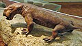 Diictodon (Dicynodontia)