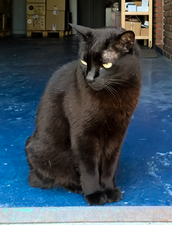 Fotografía de una gata común negra con 15 años de edad.