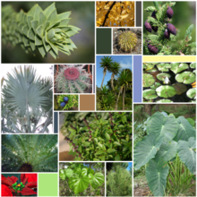 Leaf Varieties (15 sp).png