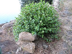 Pyörökapris eli kapris (Capparis spinosa)