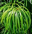 Leaves of P. henkelii