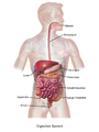 Image 1Illustration of the adult digestive system.