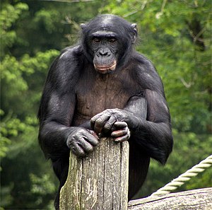 Bonobo (Pan paniscus)