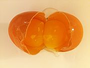 Double-yolk egg - Opened