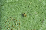 Encarsia perplexa (centre), a parasitoid of citrus blackfly (lower left), is also an adelphoparasite, laying eggs in larvae of its own species