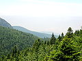 Abies nordmanniana sul Monte Uludağ, l'antico Olimpo della Misia.