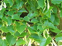 Tilia henryana