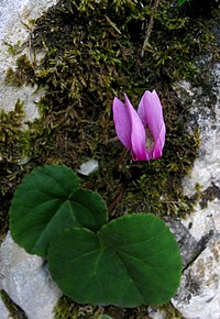 A plain-leaved form at Plitvice Lakes National Park, Croatia