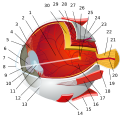 Image 3The human eye is a sensory organ in the visual system that reacts to visible light allowing eyesight. Other functions include maintaining the circadian rhythm, and keeping balance. (Full article...)