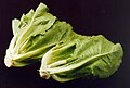 Romaine lettuce