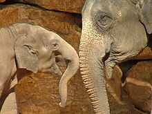 Mother and baby Asian Elephants