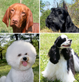 Image 12Phenotypic variation in four dogs (from Dog)