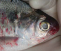 Thumbnail for Fish diseases and parasites