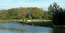 Vaches pâturant au bord de l'eau