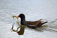 Collecting for nest, Wolvercote, Oxfordshire