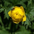 5. Európai zergeboglár (Trollius europaeus) léggyel (javítás)/(csere)