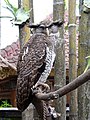 An eagle owl is a very large owl. This is a barred Eagle owl from Ubud, Bali, Indonesia.