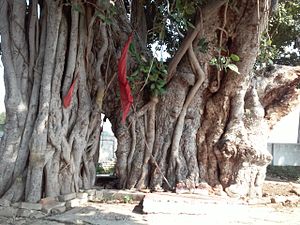 "Banyan Tree", Indien